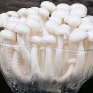 White Shimeji Mushroom